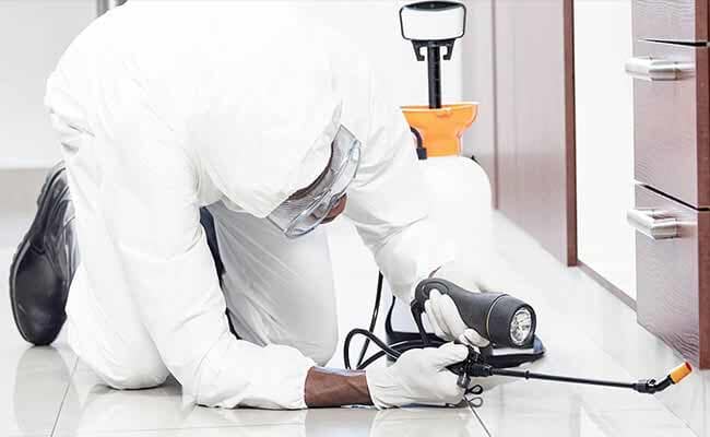 FUMIGADOR ESPECIALISTA EN ELIMINAR CHINCHES CDMX